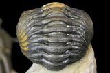 Cyphaspis Trilobite With Translucent Shell & Austerops #163377-8